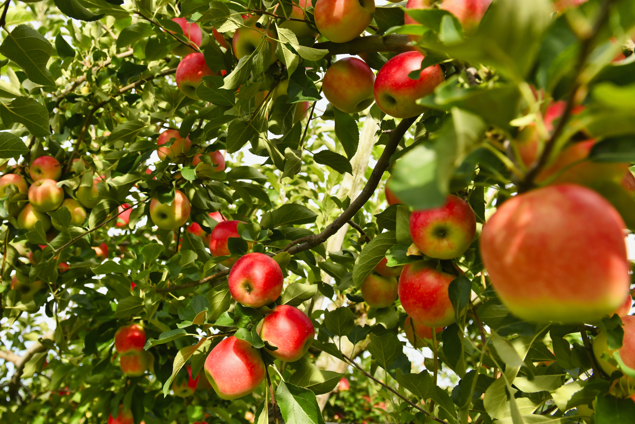 Apple orchard