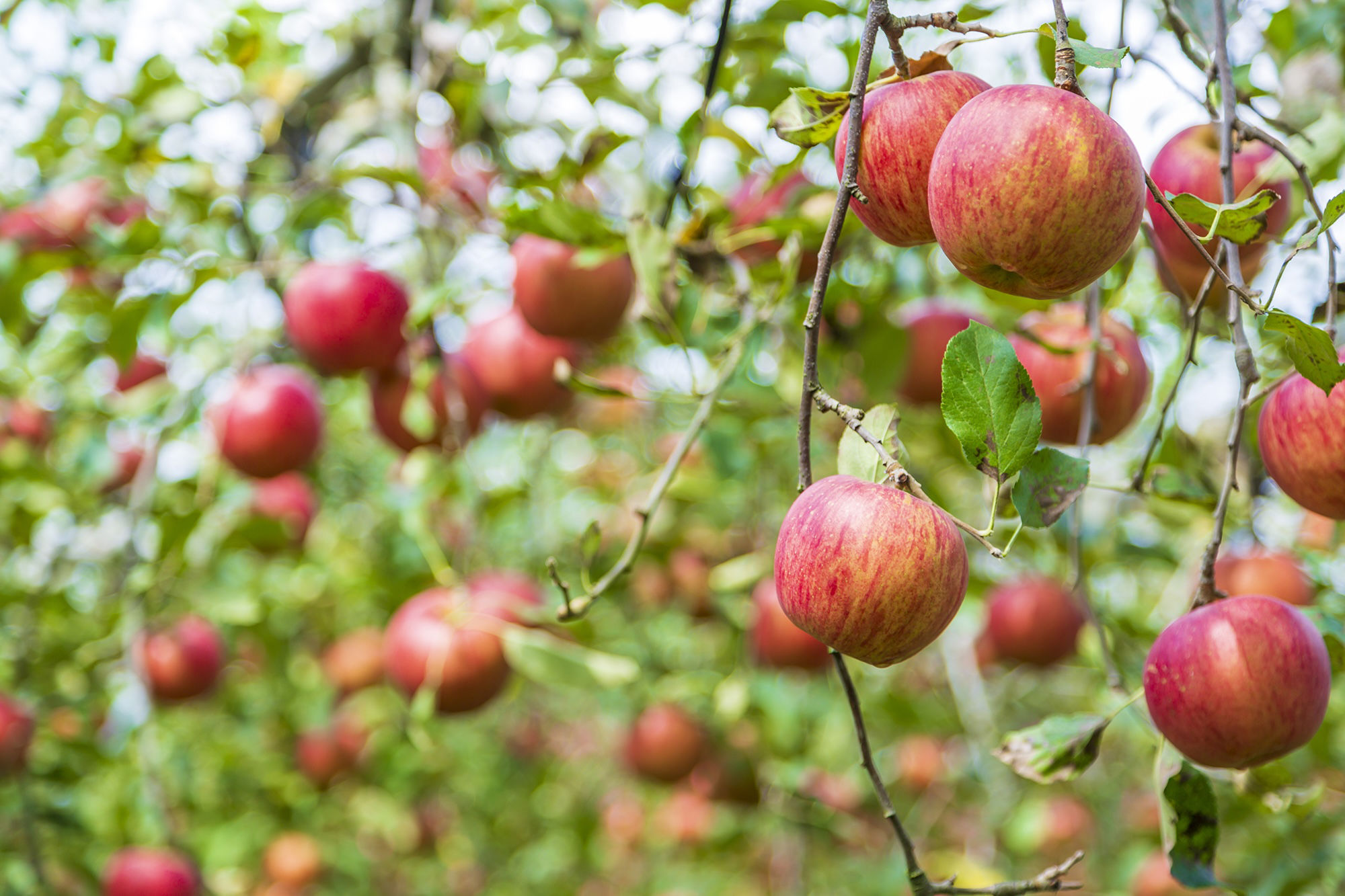 Blueberry Harvest