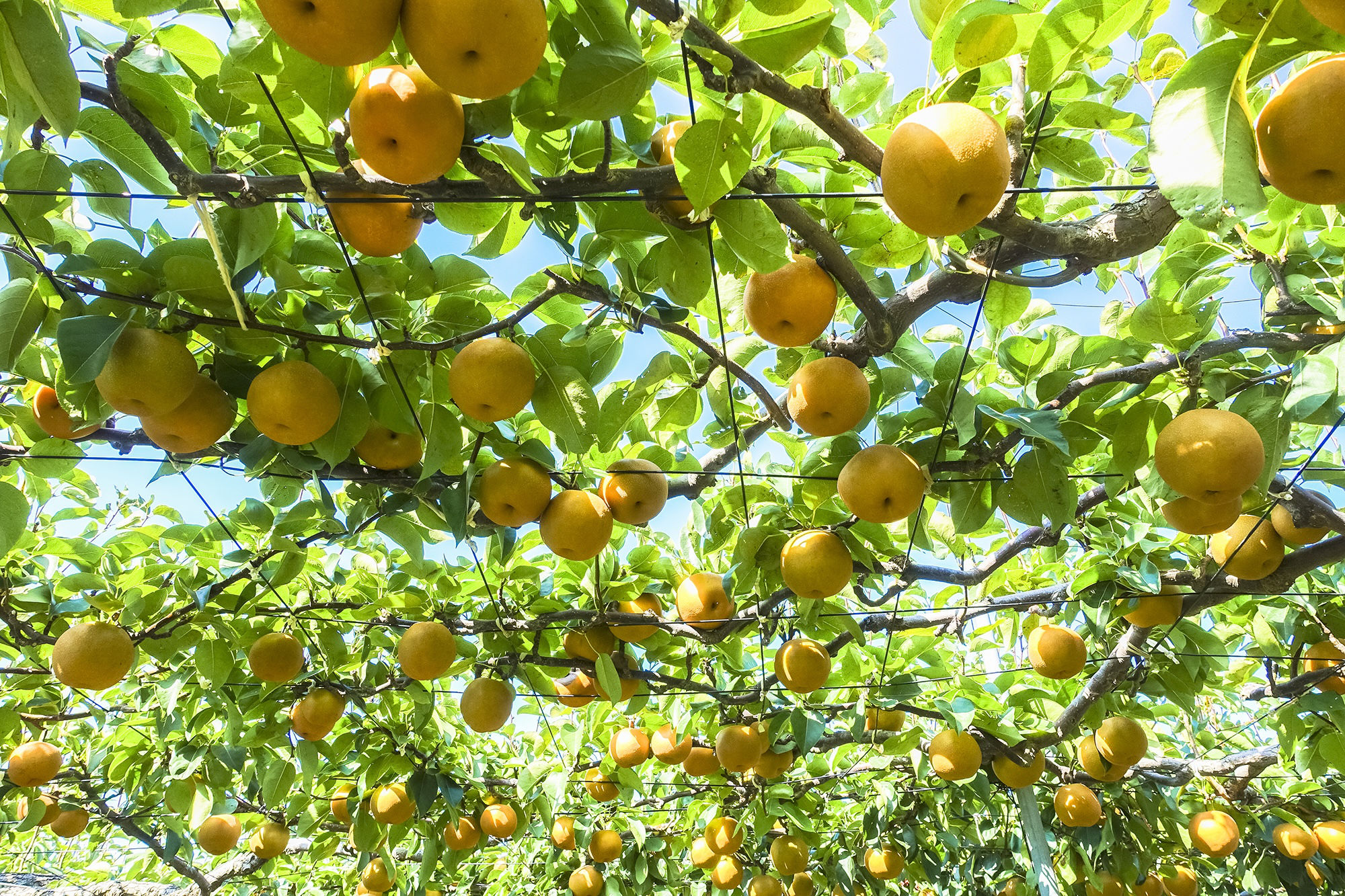 Fruit Variety
