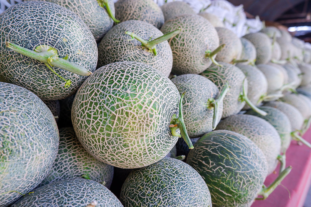 Melon