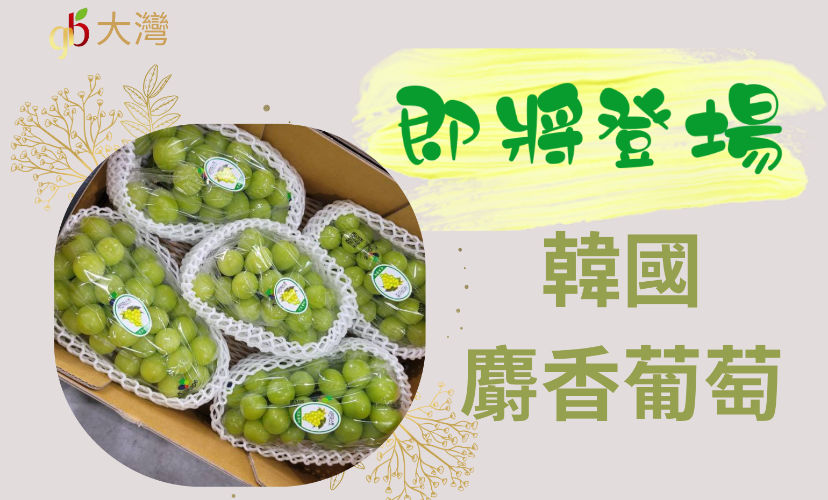 即將登場 韓國麝香葡萄