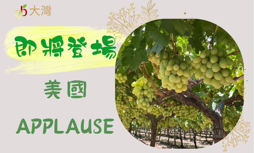 美國 Applause 葡萄
